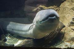 サンシャイン水族館の視察記録