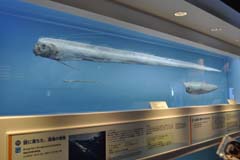 沖縄美ら海水族館の視察記録