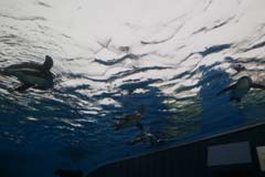 サンシャイン水族館の視察記録
