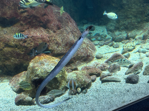 新江ノ島水族館