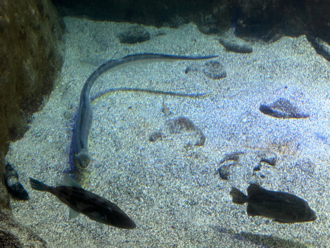 新江ノ島水族館