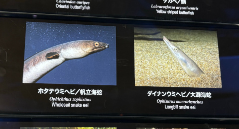 新江ノ島水族館