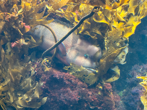 新江ノ島水族館