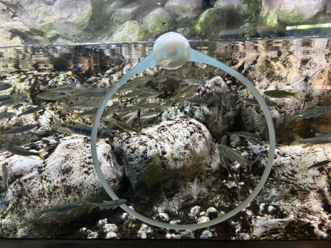 新江ノ島水族館