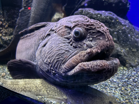 新江ノ島水族館