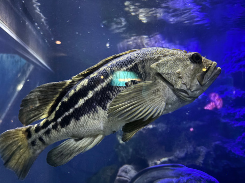 新江ノ島水族館