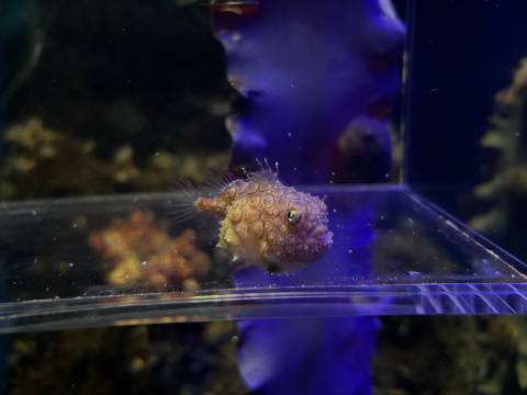 新江ノ島水族館