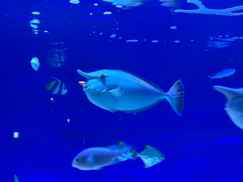 新江ノ島水族館