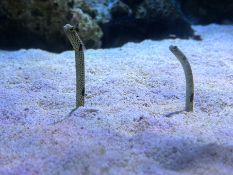 新江ノ島水族館