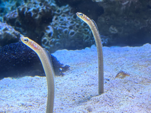 新江ノ島水族館