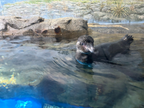 新江ノ島水族館