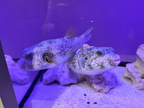 サンシャイン水族館