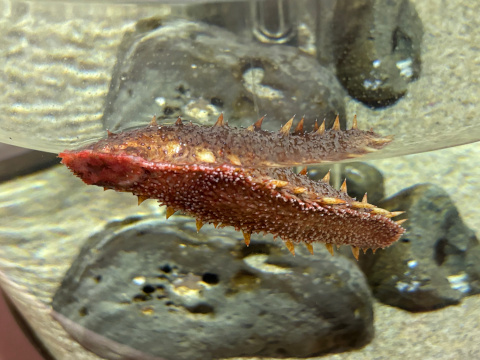 サンシャイン水族館