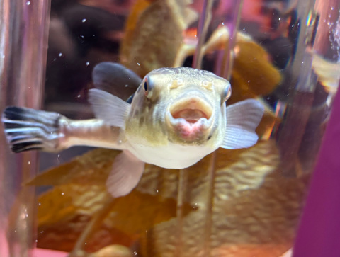 サンシャイン水族館