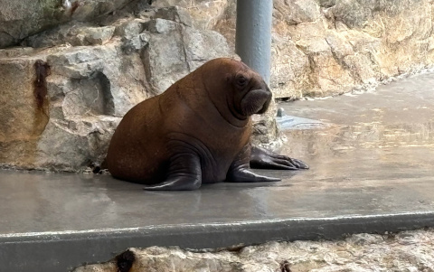 うみたまご