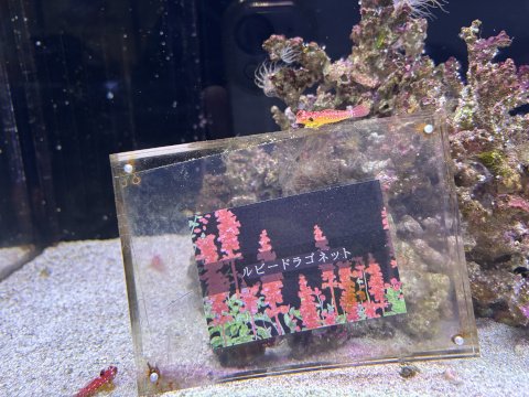 アクアパーク品川