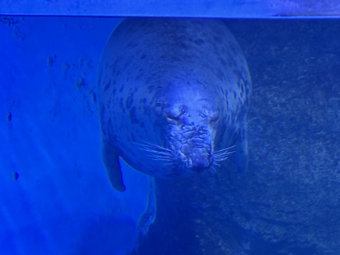 八景島シーパラダイス