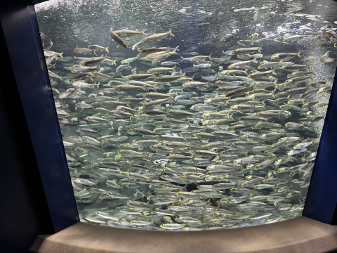 サンシャイン水族館