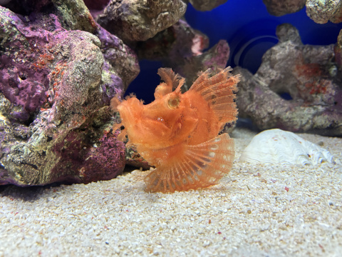 サンシャイン水族館
