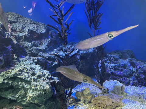 サンシャイン水族館