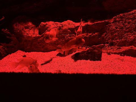 サンシャイン水族館