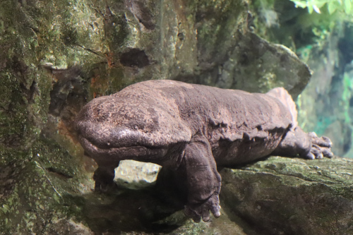 ゲスト参加型イベントのある水族館 京都水族館 レジャー見聞録